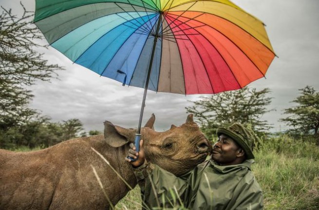 وحيد القرن فى كينيا