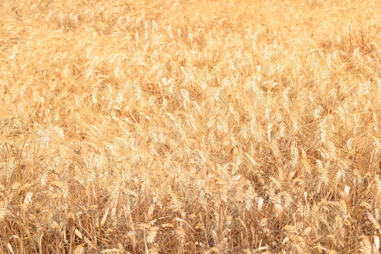 حصاد القمح بجامعة سوهاج  (2)