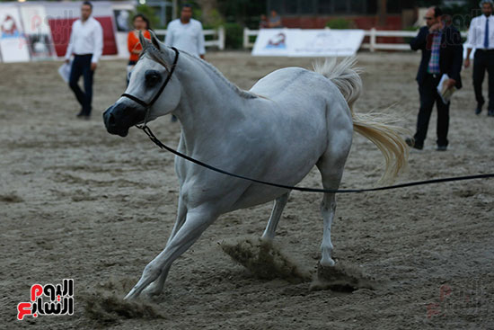 مسابقة ملكة جمال للخيول العربية (35)