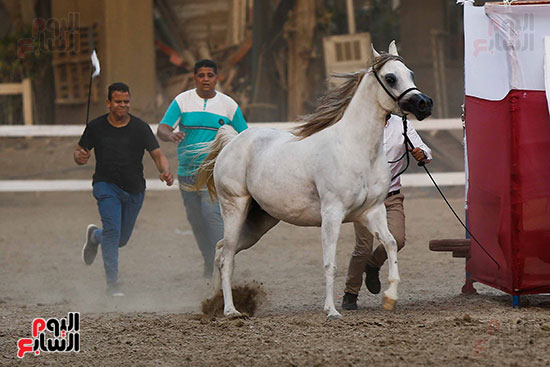 مسابقة ملكة جمال للخيول العربية (32)