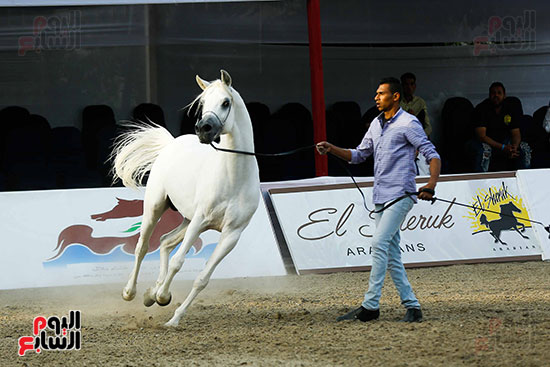مسابقة ملكة جمال للخيول العربية (20)