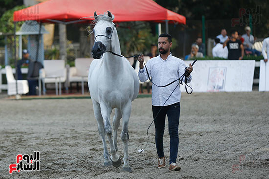 مسابقة ملكة جمال للخيول العربية (10)
