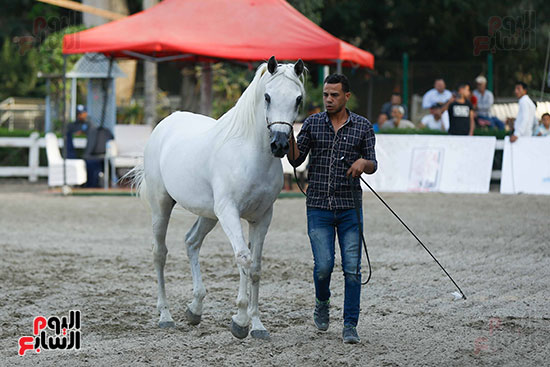 مسابقة ملكة جمال للخيول العربية (11)