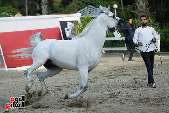 مسابقة ملكة جمال للخيول العربية (18)