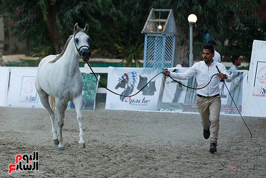 مسابقة ملكة جمال للخيول العربية (33)