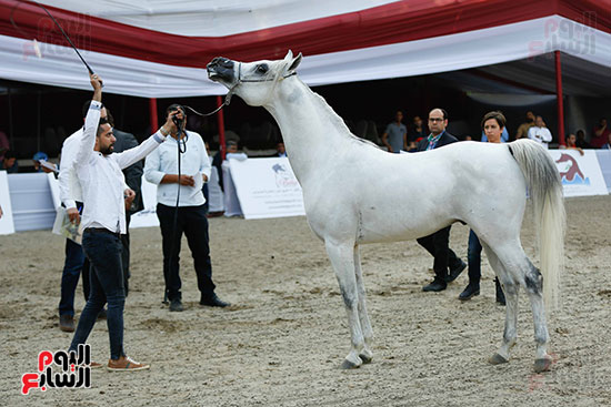 مسابقة ملكة جمال للخيول العربية (19)