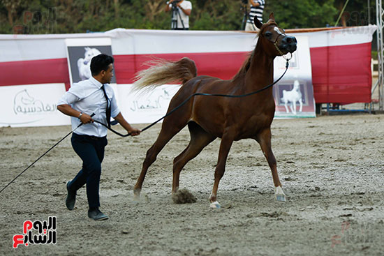 مسابقة ملكة جمال للخيول العربية (31)