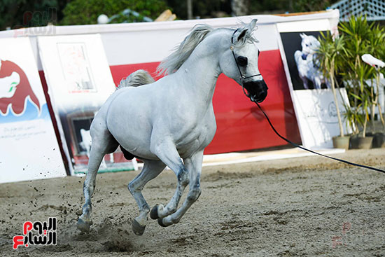 مسابقة ملكة جمال للخيول العربية (16)