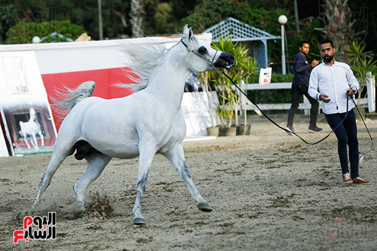 مسابقة ملكة جمال للخيول العربية (17)