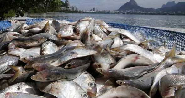 2-  إرتفاع  اسعار الأسماك بالإسماعيلية