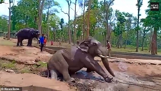 جر الفيل دارنوا بسلاسل ضخمة