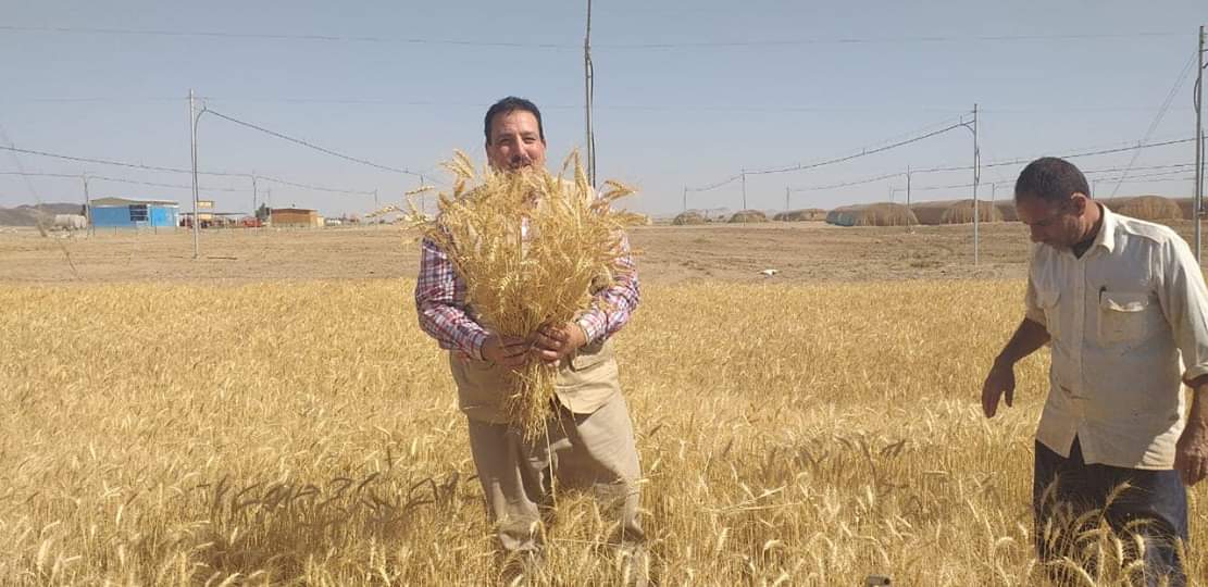 حصاد محصول القمح بحلايب وشلاتين (1)