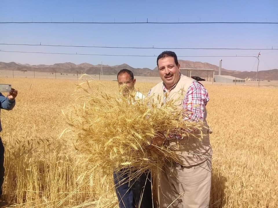 حصاد محصول القمح بحلايب وشلاتين (9)