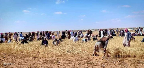 مبادرة الحصاد الخيرى فى مطروح الأهالى يتطوعون لجمع محصول القمح والشعير اليوم السابع
