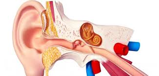 الأذن الداخلية مسئولة عن التوازن