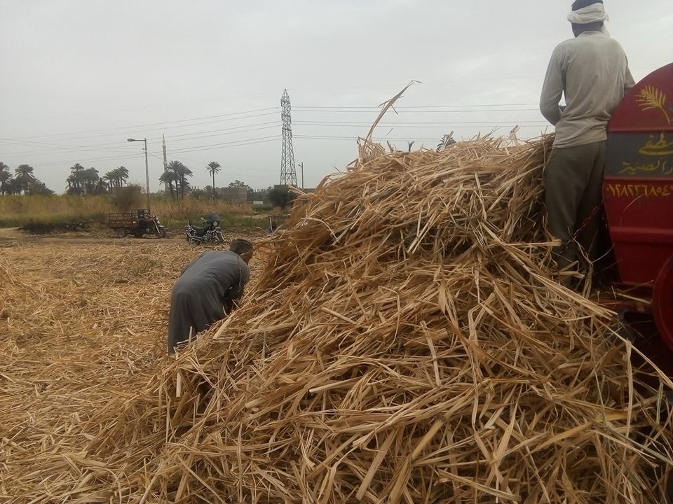 كيف واجهت الأقصر الأزمة الموسمية لحرق المزارعين مخلفات قصب السكر والموز (6)
