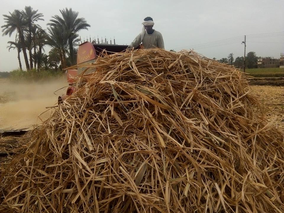 كيف واجهت الأقصر الأزمة الموسمية لحرق المزارعين مخلفات قصب السكر والموز (4)