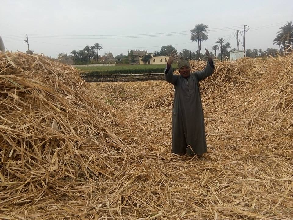كيف واجهت الأقصر الأزمة الموسمية لحرق المزارعين مخلفات قصب السكر والموز (3)