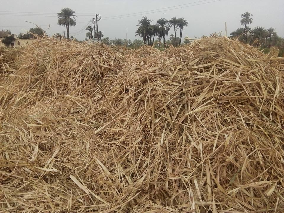 كيف واجهت الأقصر الأزمة الموسمية لحرق المزارعين مخلفات قصب السكر والموز (5)