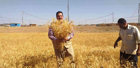 حصاد أول زراعة لمحصول القمح والشعير (7)
