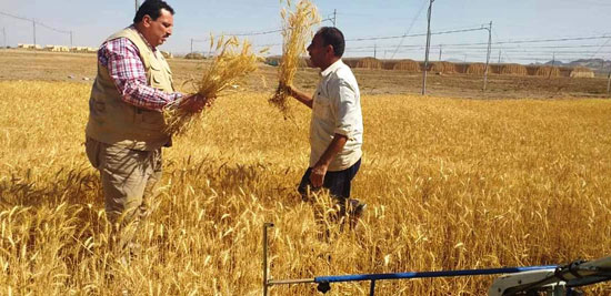 حصاد أول زراعة لمحصول القمح والشعير (11)