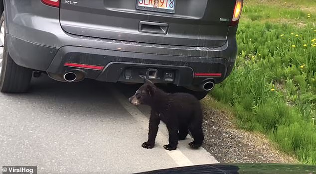 الدببه تعبر الطريق بحذر  (1)