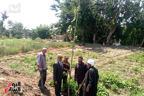 مبادرة جديدة لزراعة نصف مليون شجرة بلوط على حواف الترع بالدقهلية (2)