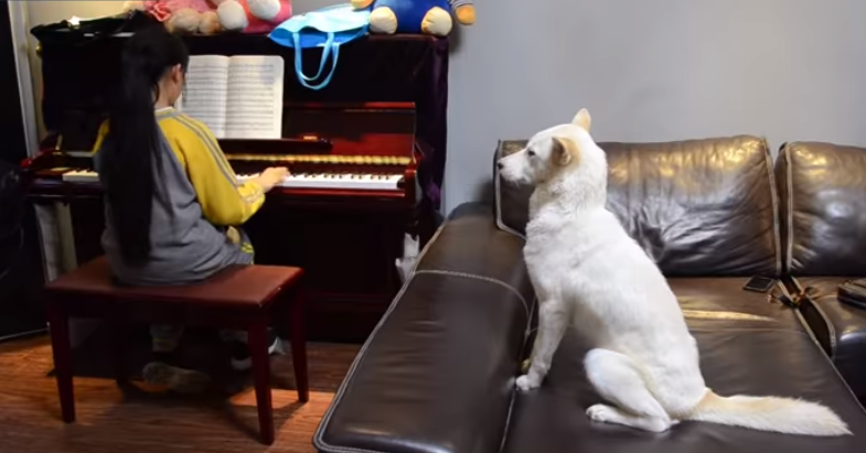 الكلب قادر على متابعة الفتاة خلال دروس الموسيقى