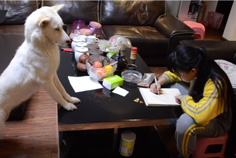 الكلب يراقب الفتاة خلال أداء واجبها المدرسى