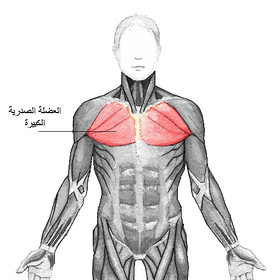 العضلات الصدرية