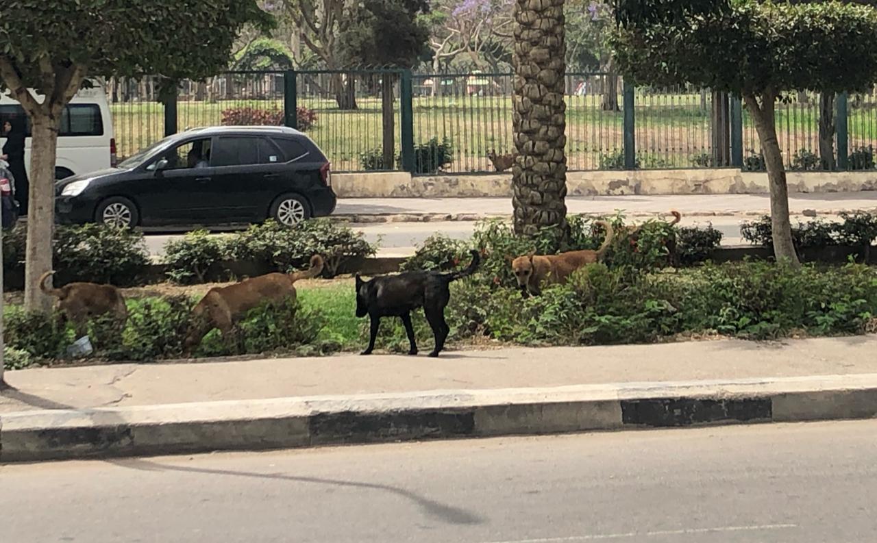 الكلاب الضالة بمدينة نصر