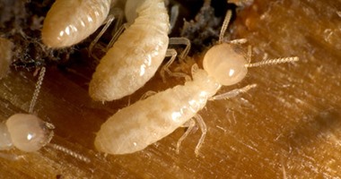 مكافحة  النمل الابيض  (13)