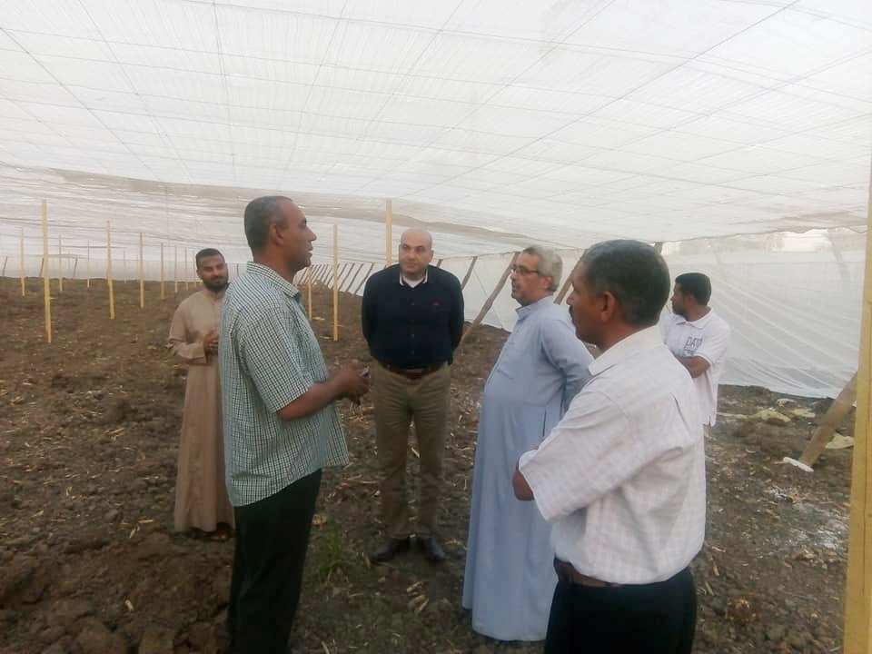رئيس مدينة الطود يتابع العمل بمشروع الصوب الزراعية بمساحة 25 فدان لدعم شباب الأقصر (6)