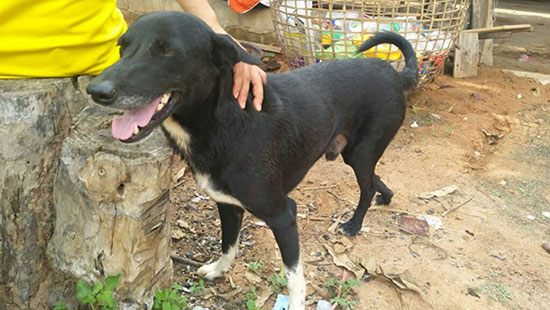 الكلب المنقذ فى تايلاند