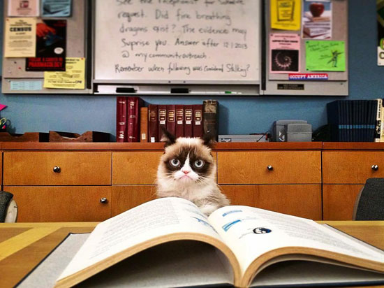 القط خلال تصفحه كتابا