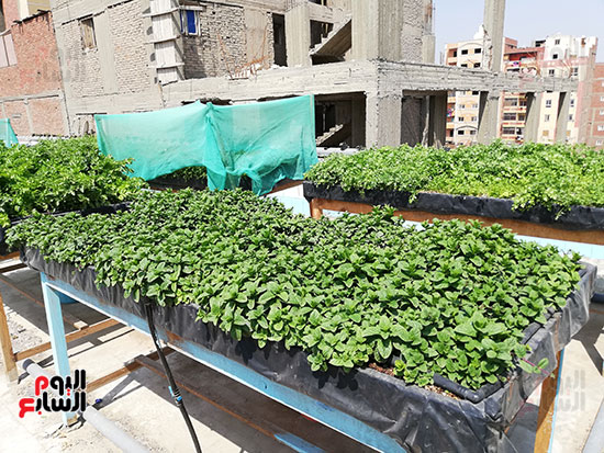 زراعة الأسطح بالقاهرة حل سحرى لمشاكل التلوث  (10)