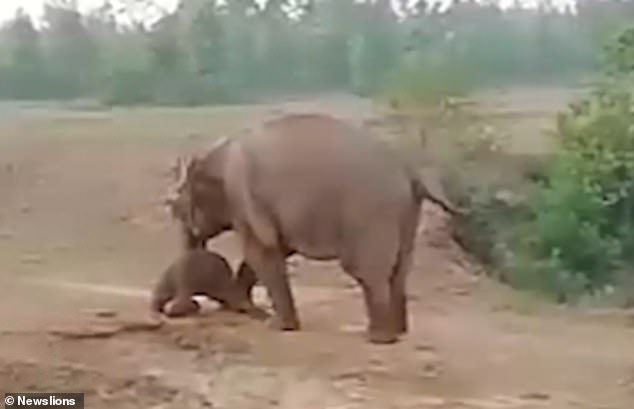الأفيال يهاجمون سكان قرية هندية ودهس رجل (2)