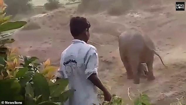 الأفيال يهاجمون سكان قرية هندية ودهس رجل (1)