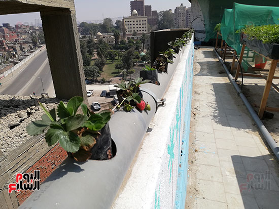 زراعة الأسطح بالقاهرة حل سحرى لمشاكل التلوث  (8)