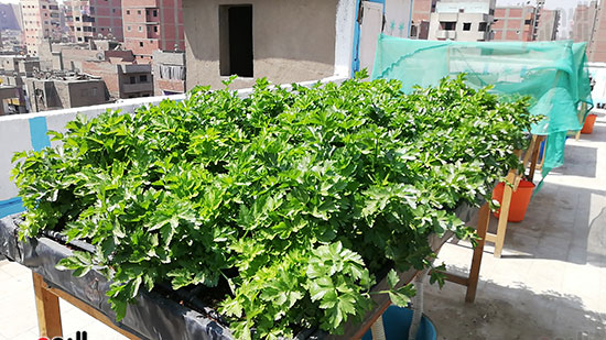 زراعة الأسطح بالقاهرة حل سحرى لمشاكل التلوث  (4)