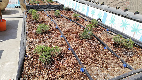 زراعة الأسطح بالقاهرة حل سحرى لمشاكل التلوث  (5)