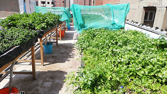 زراعة الأسطح بالقاهرة حل سحرى لمشاكل التلوث  (3)