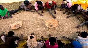 مزارع البن فى اثيوبيا
