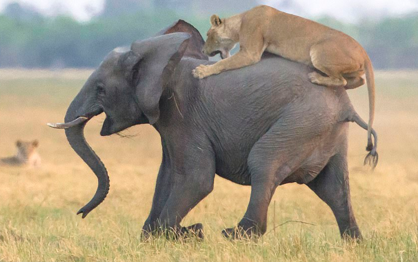 أنثى أسد تهاجم فيل صغير