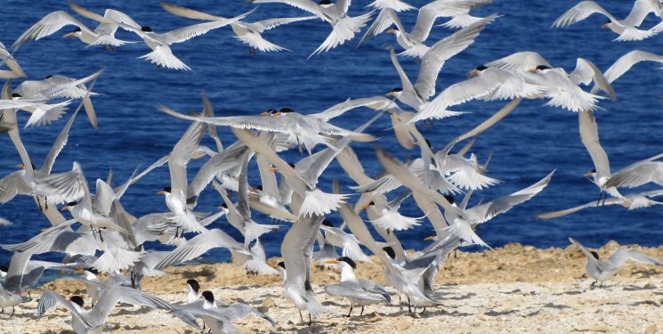 sea-birds-745x375