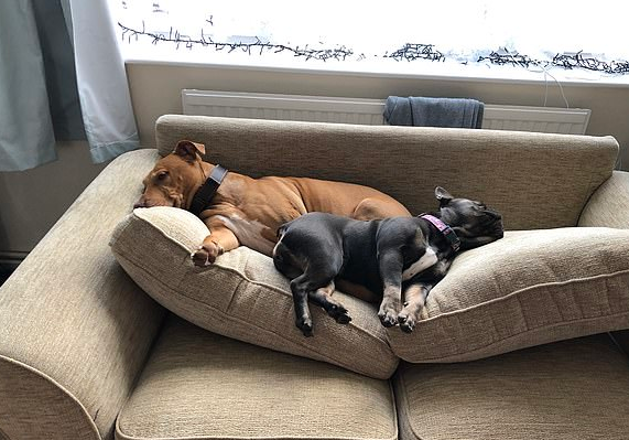 كلاب يرتاحون على الأريكة