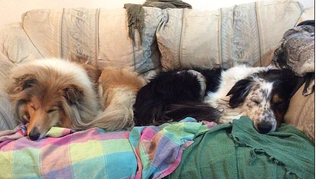 كلاب على الأريكة