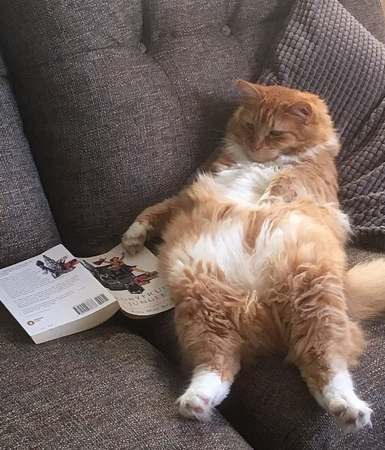 قط ترتاح على أريكة