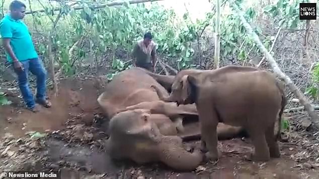 فيل يحاول إيقاظ أمه التى توفيت على الأرض (1)
