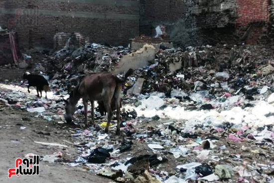 تجميع القمامة والكلاب بالدقهلية (4)